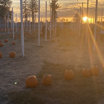 Punky's Pumpkins - Punky's Pumpkins- Santa Rosa - Pumpkin Patches Near Me - Santa Rosa, California