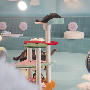 Kitty Bubble Cafe & Bar - Cafes Near Me - Columbus, Ohio Kitty Bubble Cafe & Bar - Cafes Near Me - Columbus, Ohio