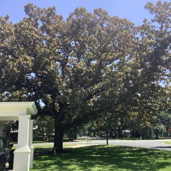 Lone Star Arborist - Elgin Burr Oak before treatment - Tree Services Near Me - Bastrop, Texas Lone Star Arborist - Elgin Burr Oak before treatment - Tree Services Near Me - Bastrop, Texas