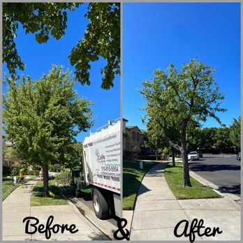 Califa Tree Care - Tree Services Near Me Califa Tree Care - Tree Services Near Me