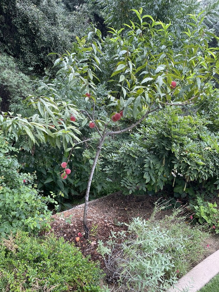 Fruitstitute - tree service in Los Angeles, CA