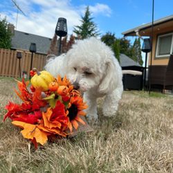 Fresh New Chapter - Bam Bam Therapy Dog