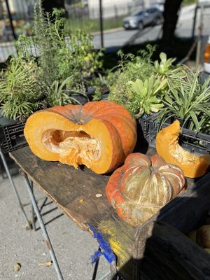 Alemany Farmer's Market by null