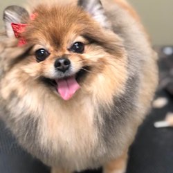 The Puppy Empire - hunny bunny!