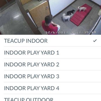 Camp Bow Wow - Watching the boys play on the web cams - Pet Boarding Near Me - Las Vegas, Nevada Camp Bow Wow - Watching the boys play on the web cams - Pet Boarding Near Me - Las Vegas, Nevada