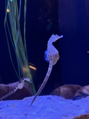 Mississippi Aquarium by null