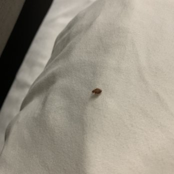 Archer Hotel Falls Church - Bed bug from hotel - Hotels Near Me - Fairfax, Virginia Archer Hotel Falls Church - Bed bug from hotel - Hotels Near Me - Fairfax, Virginia