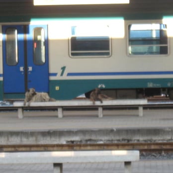 Trenitalia - Catania Centrale: older milk train rolling stock; also, see the 2 stray dogs on the bench?  They're harmless, will accept fries. - Transportation Near Me - Rome, RM