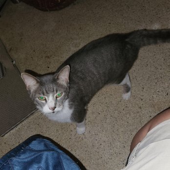 Annie's Petsitting - Pet Sitting Near Me - Hudson, Florida Annie's Petsitting - Pet Sitting Near Me - Hudson, Florida