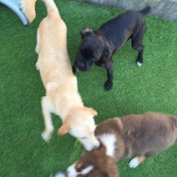 Pacific Pet Resort - My oldest pup playing with my youngest pup on his first day of daycare! So glad they are all having fun! - Pet Training Near Me - Oceanside, California