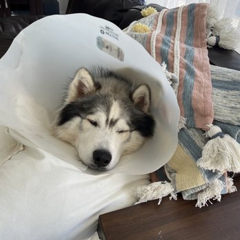 My Pet Hospital - Recovery time at home post surgery - Veterinarians Near Me - Miami, Florida My Pet Hospital - Recovery time at home post surgery - Veterinarians Near Me - Miami, Florida