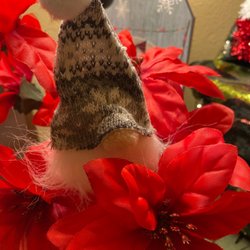 Dollar Tree - Christmas Gnome in the poinsettias