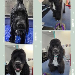 Fluffheads Dog Grooming - Bath time with Gigi