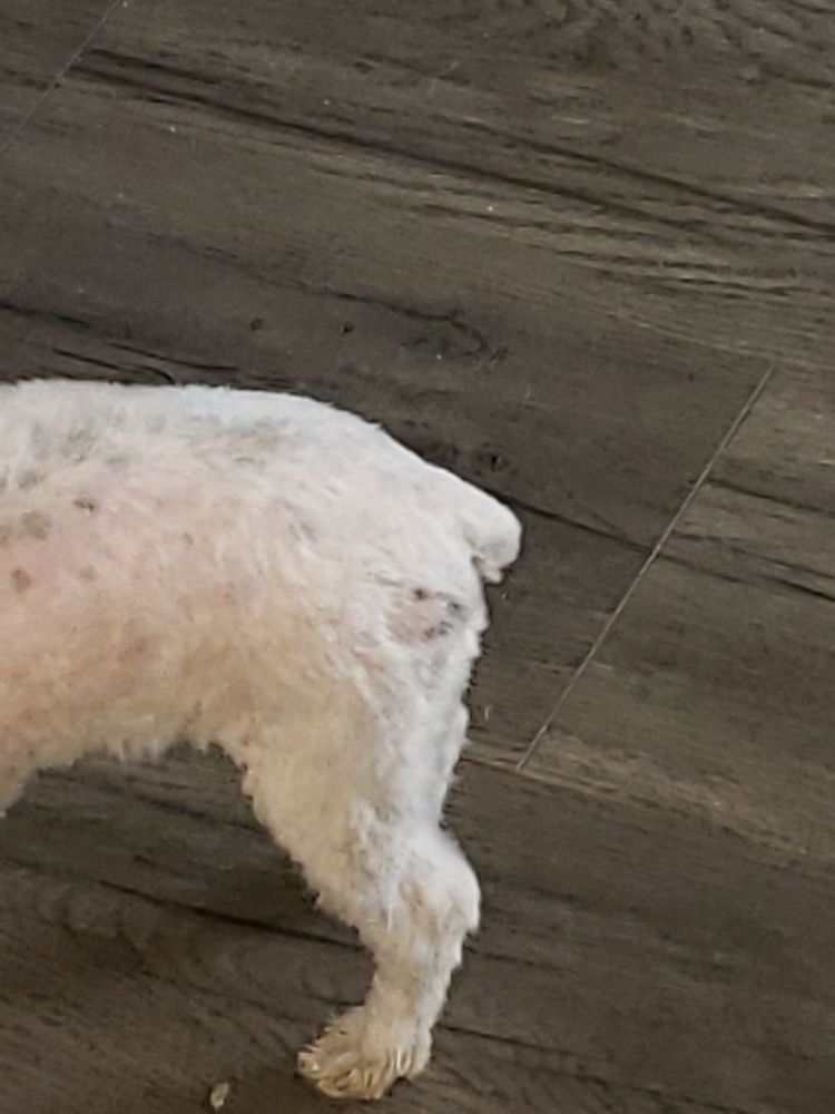 GROOMER RUTH PET SALON Updated June 2024 15 E 3rd St, Wendell