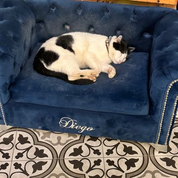 Casa Frida - Diego the kitty - Wine Tasting Room Near Me - Ensenada, BCN Casa Frida - Diego the kitty - Wine Tasting Room Near Me - Ensenada, BCN