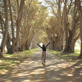 Cypress Tree Tunnel - Parks Near Me - Inverness, California Cypress Tree Tunnel - Parks Near Me - Inverness, California