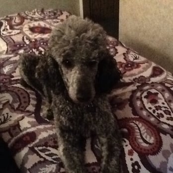 Doggie Styles - Pet Groomers Near Me - Nelson, British Columbia