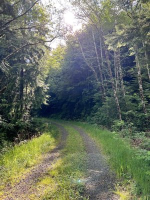 Willapa National Wildlife Refuge by null