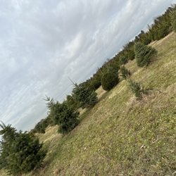Barclay's Tree Farm