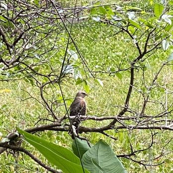 Audubon's Corkscrew Swamp Sanctuary - Hiking Near Me - Naples, Florida