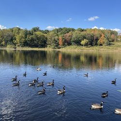 The Wilderness Center - Geese on lake