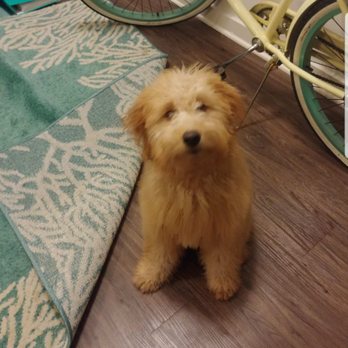 Washes and Wags - Our very "matted" dog after a long bath and brush tonight. - Pet Groomers Near Me - Summerville, South Carolina Washes and Wags - Our very "matted" dog after a long bath and brush tonight. - Pet Groomers Near Me - Summerville, South Carolina