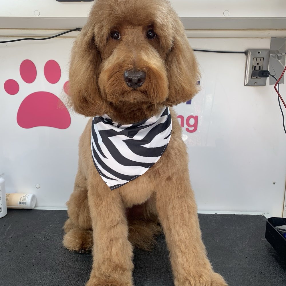 Pet Lovers Mobile Pet Grooming - So handsome - Pet Groomers Near Me Pet Lovers Mobile Pet Grooming - So handsome - Pet Groomers Near Me