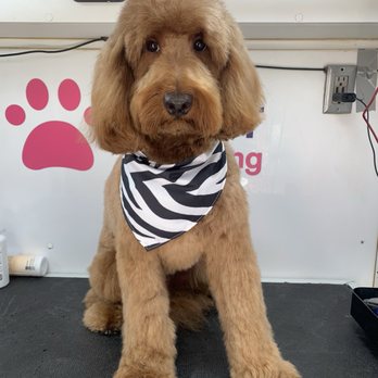 Pet Lovers Mobile Pet Grooming - So handsome - Pet Groomers Near Me Pet Lovers Mobile Pet Grooming - So handsome - Pet Groomers Near Me