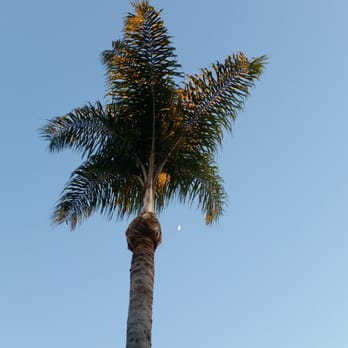 Golden State Tree Service - Tree Services Near Me - Glendora, California