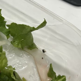 Café Zupas - BUG in the food omg - Salad Near Me - Draper, Utah