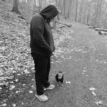 The Right Steps Dog Training - Our pups stay right with us when out on walks. :) - Pet Training Near Me - Abington, Pennsylvania The Right Steps Dog Training - Our pups stay right with us when out on walks. :) - Pet Training Near Me - Abington, Pennsylvania