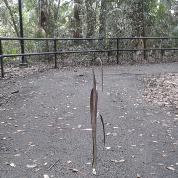 A.D. Barnes Park - Mysterious hanging thingy.... The work of magic or that deadly spider!? - Parks Near Me - Miami, Florida