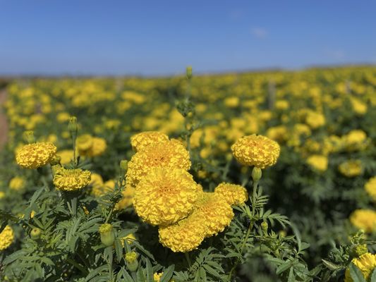Carlsbad Strawberry Company by null