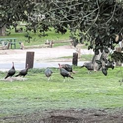 Lake Morena County Park - Wild Turkeys