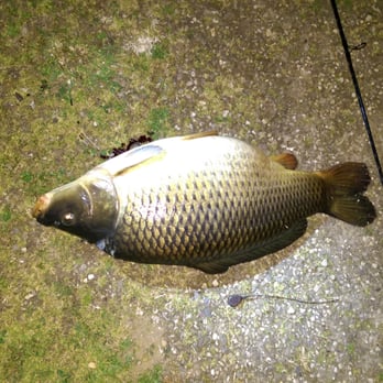 Liblarer See - Grosse Fische gibt es im Liblarer See. - Lakes Near Me - Erftstadt, NW