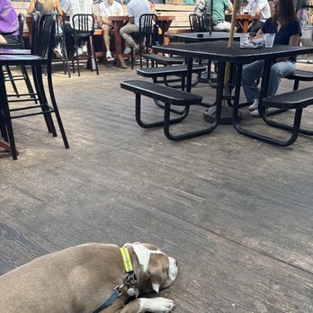 The Gramophone - Toast waiting patiently for his kid's grilled cheese - Bars Near Me - Saint Louis, Missouri The Gramophone - Toast waiting patiently for his kid's grilled cheese - Bars Near Me - Saint Louis, Missouri