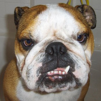 Animals First 4U - What a face! - Pet Groomers Near Me - Menifee, California