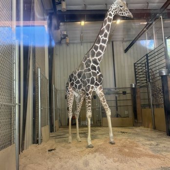 Zoo Boise - One of three giraffes. Visible through dirty glass. Picture turned out well, considering. - Zoos Near Me - Boise, Idaho Zoo Boise - One of three giraffes. Visible through dirty glass. Picture turned out well, considering. - Zoos Near Me - Boise, Idaho