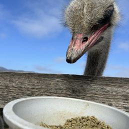 feeding feeding