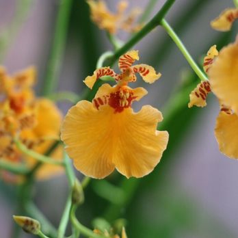 Elegant Orchids - This orchid is common in bright yellow. Elegant Orchids had 1 in this lovely soft orange. Now they don't...but I do! - Florists Near Me - Delray Beach, Florida