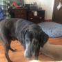 Photo of Home Veterinary Care