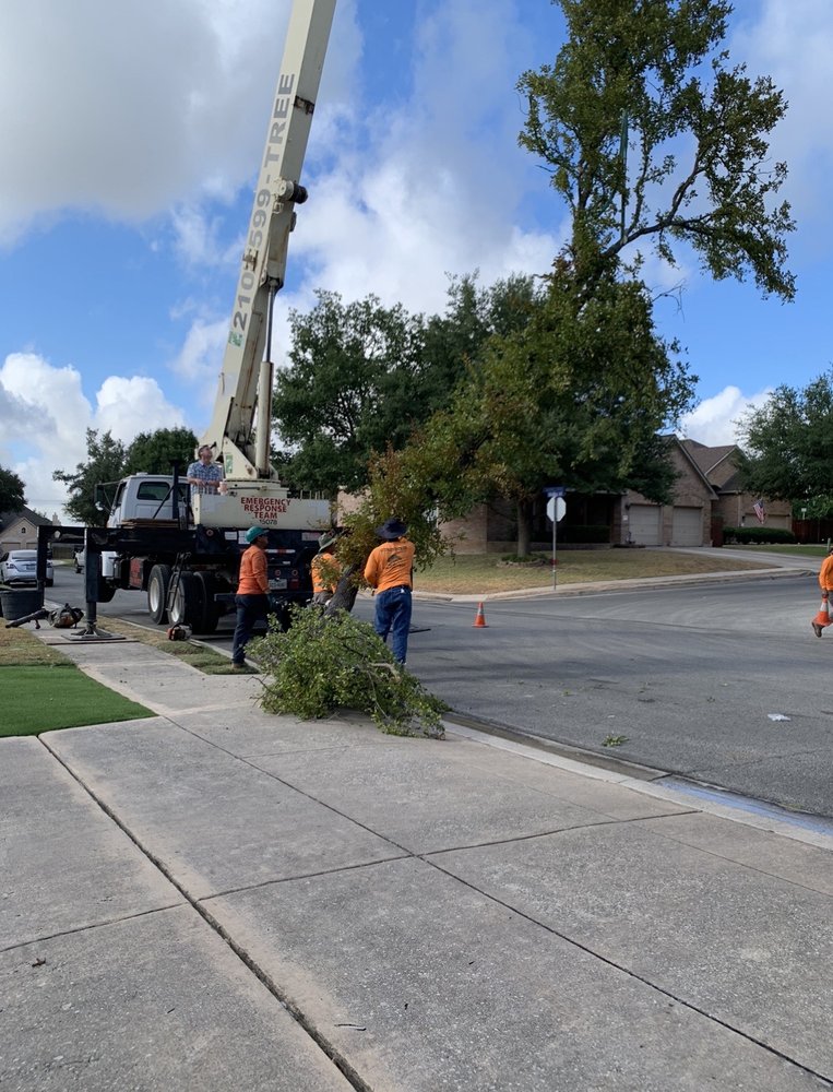 Alamo City Arbor Care - tree service in Schertz, TX