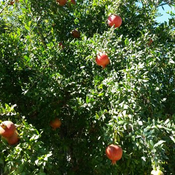 Preston Farm and Winery - Fruit and veggies everywhere. - Wine Tours Near Me - Healdsburg, California Preston Farm and Winery - Fruit and veggies everywhere. - Wine Tours Near Me - Healdsburg, California