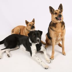 Tracy Police Department - All are rescued from shelter.