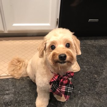 Perfect Pet Salon - AFTER - Pet Groomers Near Me - Concord, California Perfect Pet Salon - AFTER - Pet Groomers Near Me - Concord, California