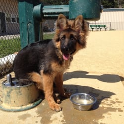 Sanchez Dog Park at the Pacifica Center for the Arts - LongLong @ Pacifica dog park
