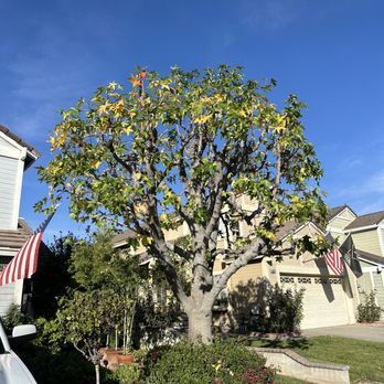 Yucaipa Tree Maintenance - Tree Services Near Me Yucaipa Tree Maintenance - Tree Services Near Me