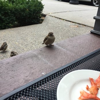 Piattini - It was fun having birds join us until, ahem, they did their business. - Italian Near Me - Boston, Massachusetts Piattini - It was fun having birds join us until, ahem, they did their business. - Italian Near Me - Boston, Massachusetts