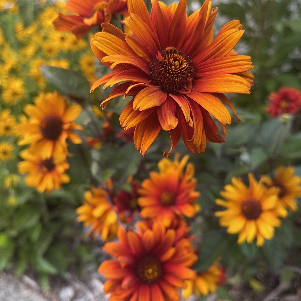 Grayhaven Motel - Flowers at the Grayhaven - Hotels Near Me - Ithaca, New York Grayhaven Motel - Flowers at the Grayhaven - Hotels Near Me - Ithaca, New York