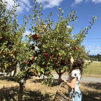 Old World Apples - Pick Your Own Farms Near Me - Ridgefield, Washington Old World Apples - Pick Your Own Farms Near Me - Ridgefield, Washington